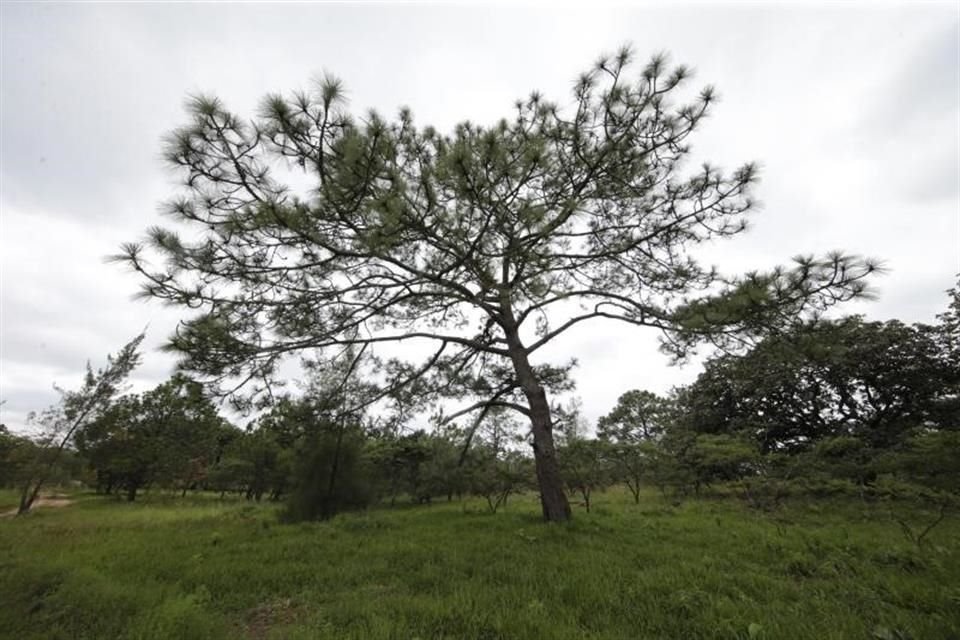 Alertan sobre impacto de la urbanización para la preservación de la masa forestal, ciclos hídricos y refugio de especies.