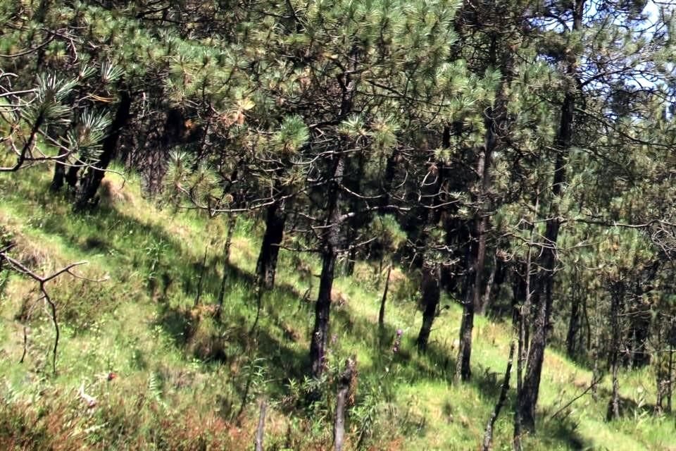 Durante la presentación de la iniciativa destacaron la importancia de los bosques de agua.