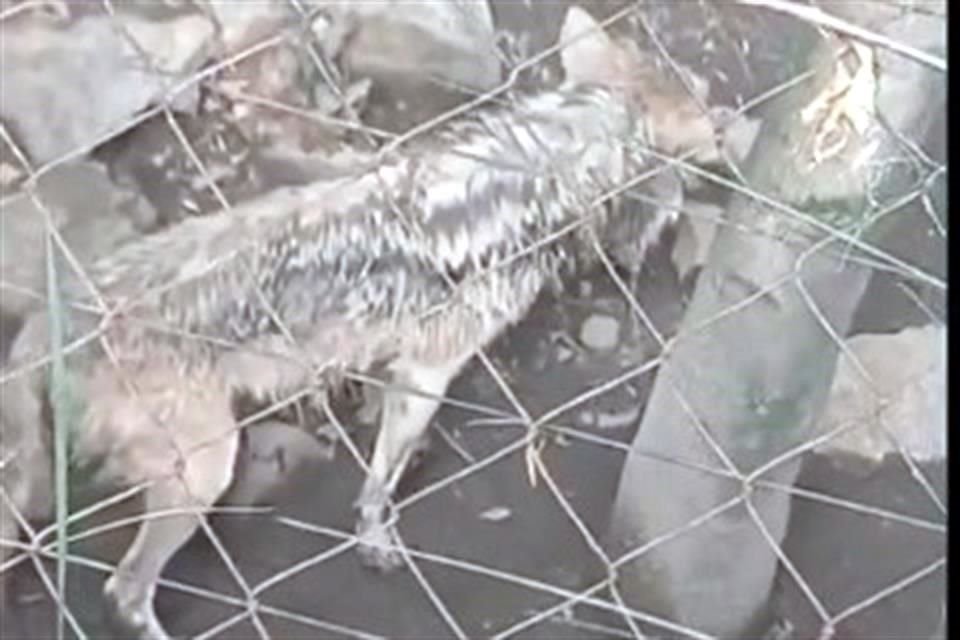 Un video captado por usuarios mostró a un lobo mexicano es malas condiciones al interior del Zoológico de Chapultepec.