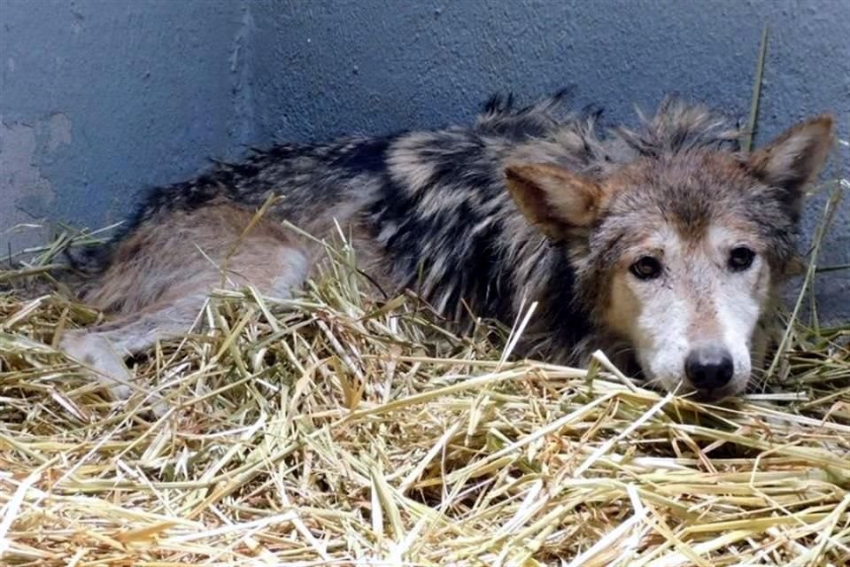 De acuerdo con autoridades, 'Seje', de 12 años, es el ejemplar de lobo mexicano que aparece en el video y fue aislada debido a su avanzada edad.