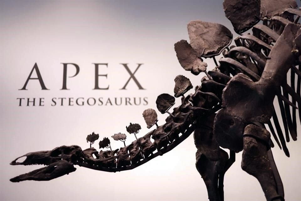 'Apex' fue vendido a un comprador anónimo por  44.6 millones de dólares, un récord para un fósil de dinosaurio.