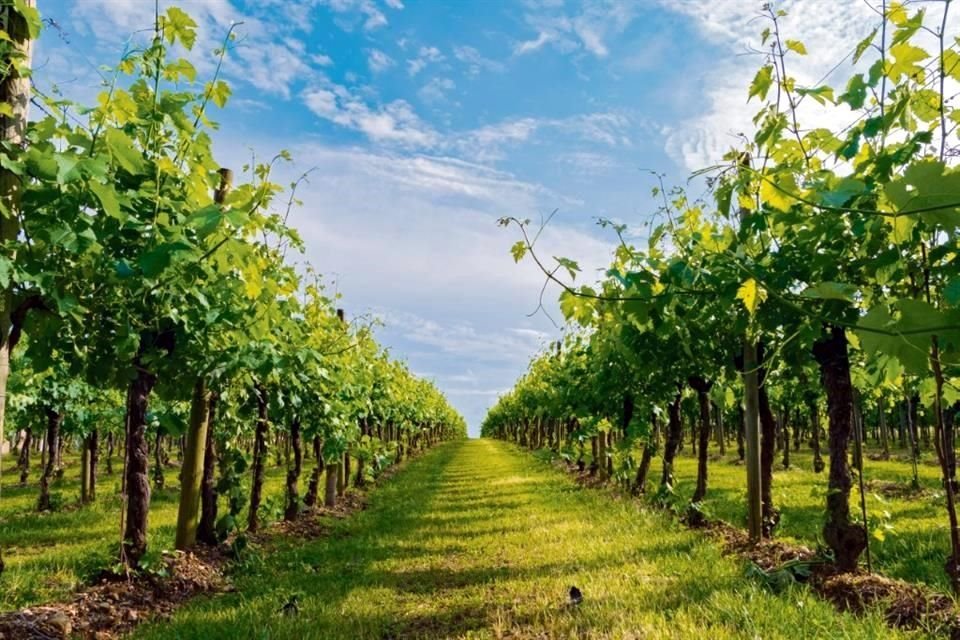 La Secretaría de Turismo de Aguascalientes presentó el programa de 'Vive las Vendimias 2024'; su objetivo es dar a conocer su ruta del vino.