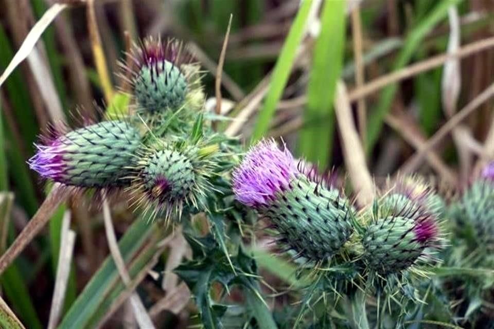 'Flor de cardo', obra de Maruch Sántiz de la serie  'El arte de la medicina ancestral', donde combinó imagen y sus conocimientos de herbolaria. Expuso la muestra en la galería Muy  de San Cristóbal.