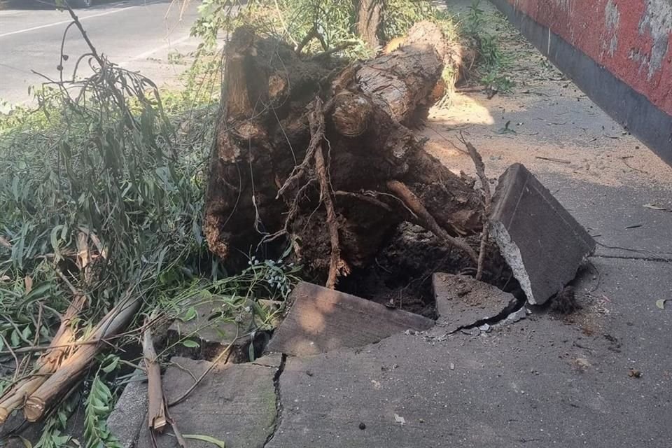 Como este, los vecinos temen que haya más árboles secos o dañados a tal grado que el viento los arranque sin problema desde la raíz. 