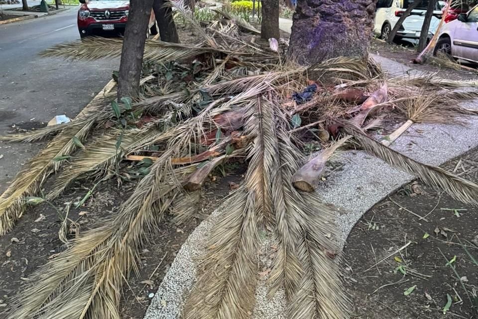 Parte de los troncos de las palmeras fueron retirados, no así el follaje, que permanece en el camellón.