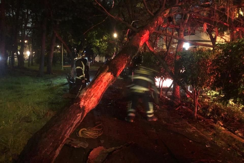 Se registró la caída de un árbol en Calle Dalias, Colonia Jardines de Coyoacán.