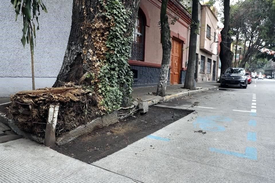 El trazo de parquímetros fue colocado en un espacio en el cual están las raíces de fresnos que han visto nacer la Colonia Insurgentes Mixcoac.