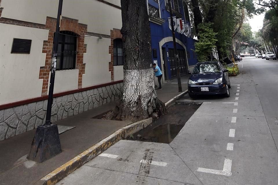 El uso de estos parquímetros ha provocado que las raíces sean lastimadas, lo que implica que estos ejemplares tengan riesgo de caer.