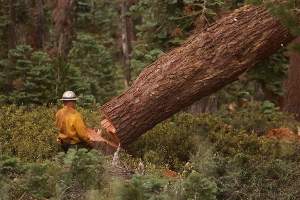 El cambio climático eleva la vulnerabilidad de los bosques.