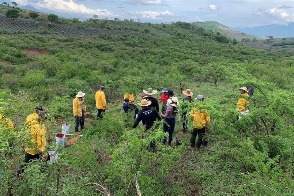 El Estado invertirá 4 millones 39 mil 998 pesos en reforestación.