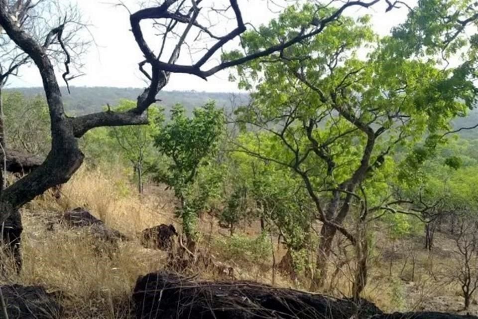 El parque natural Niokolo Koba ocupa 913 mil hectáreas en Senegal; fue declarado Patrimonio Mundial de la Unesco en 1981.