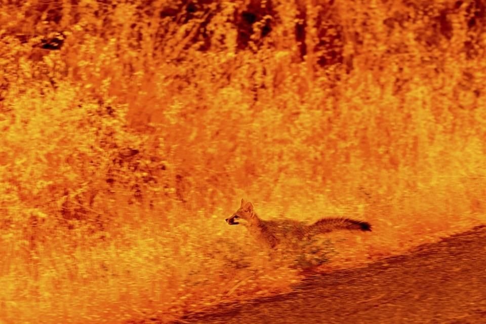 Un animal escapa de las flamas del incendio Park en California, el 25 de julio del 2024.