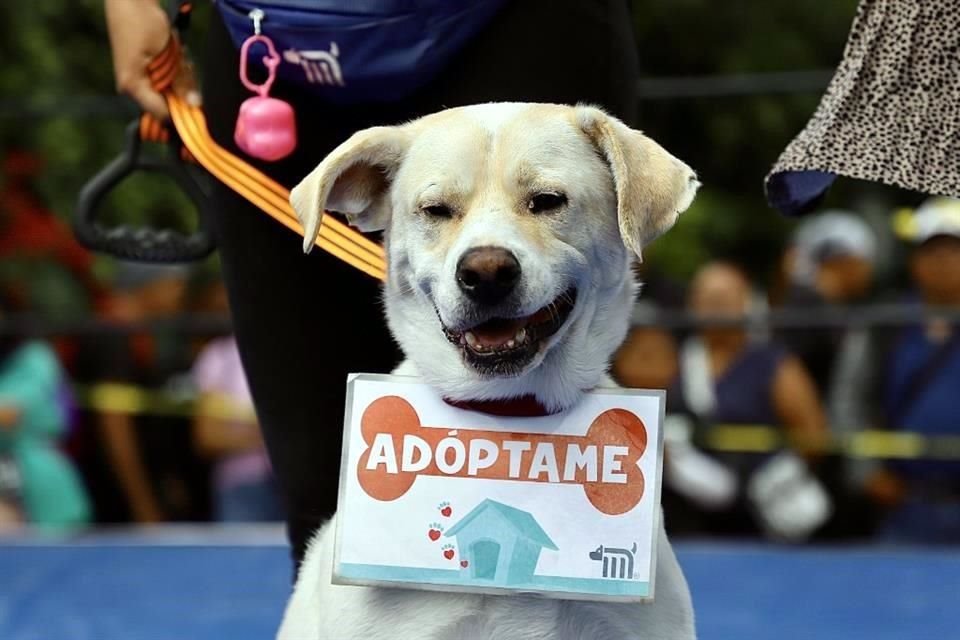 En el evento también se promovió la adopción de 35 perros que están en el Centro de Transferencia Canina.