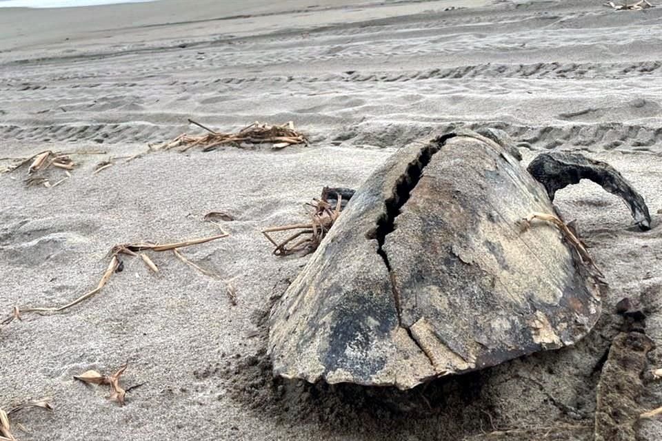 Las autoridades presumen que el fenómeno se debe a la mala prática de pescadores.