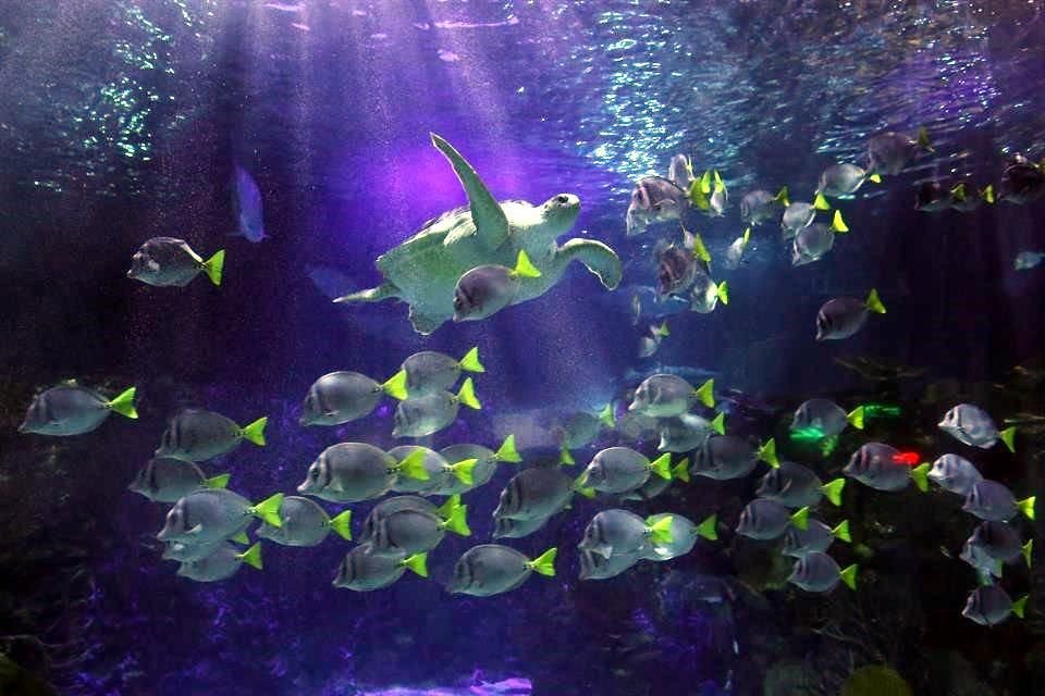 Brusela, una tortuga marina verde, vivía en una cubeta; fue decomisada hace unos años por la Profepa y llevada al acuario.