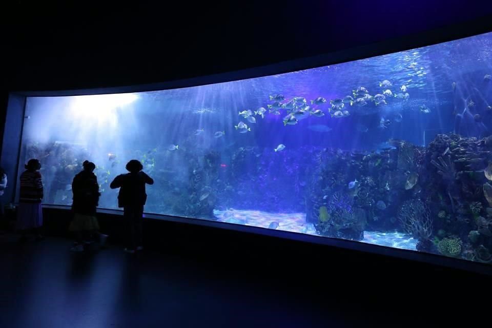 En el Acuario Inbursa viven 14 mil ejemplares de unas 350 especies, cuidadas por 160 personas, entre biólogos marinos, veterinarios, hidrobiólogos, buzos y demás profesionales.