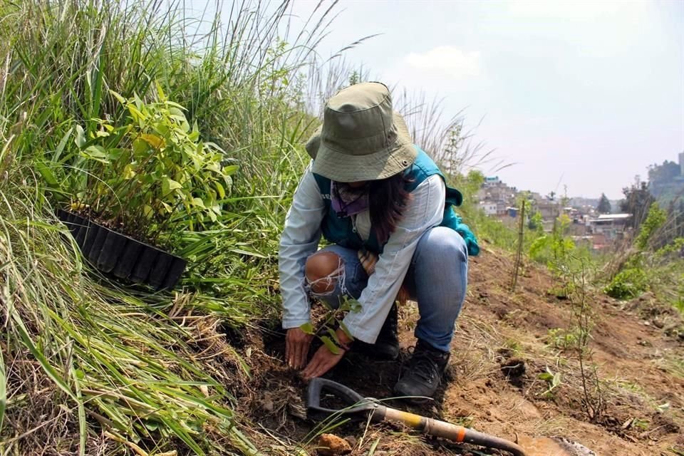 Las acciones de reforestación en esas barrancas, añadió la dependencia, están orientadas a lograr la recuperación de los ecosistemas.