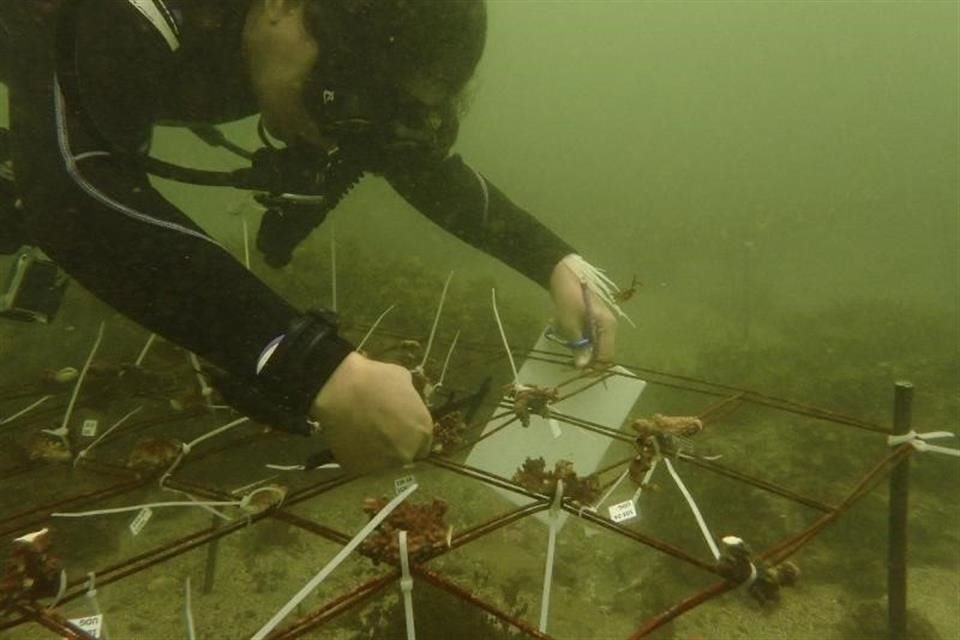 Los viveros submarinos albergan distintas especies del género Pocillopora y fueron instalados en diversos puntos de la Costa Sur de Jalisco.