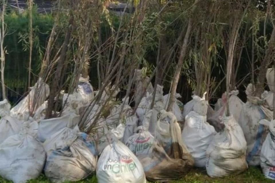 Las especies plantadas tienen que ser especies nativas que estén en condiciones iguales o superiores a las que tenían los árboles cuando fueron talados.