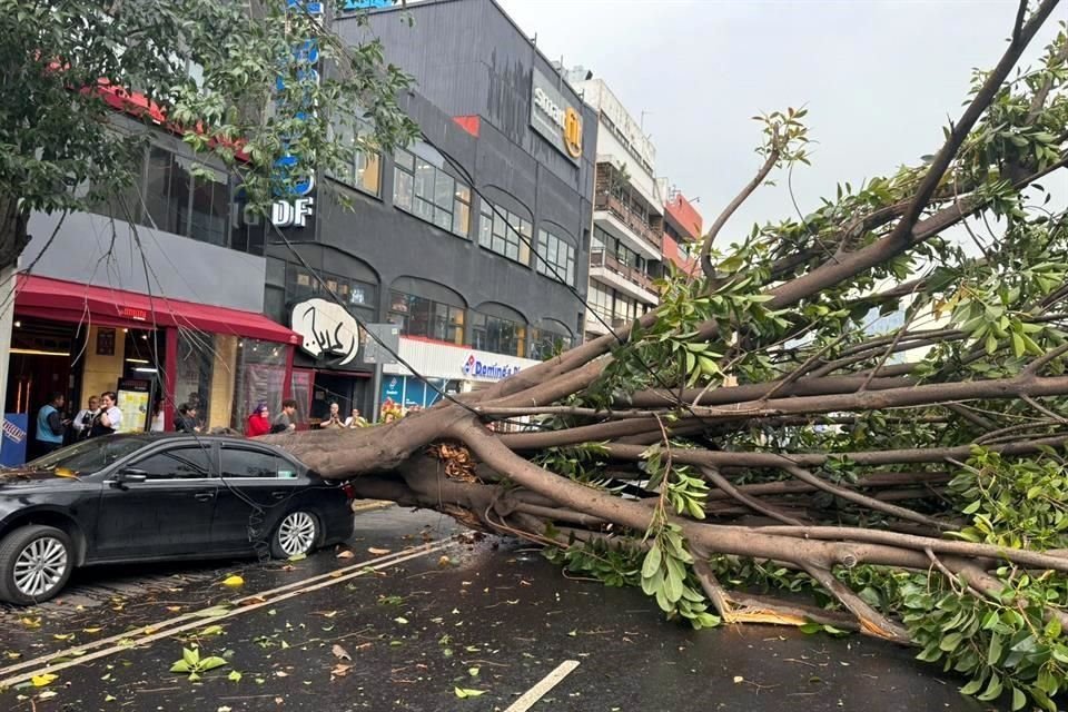 Un árbol cayó en Avenida Universidad y pilares tras chubascos en la zona; no se reportan heridos.