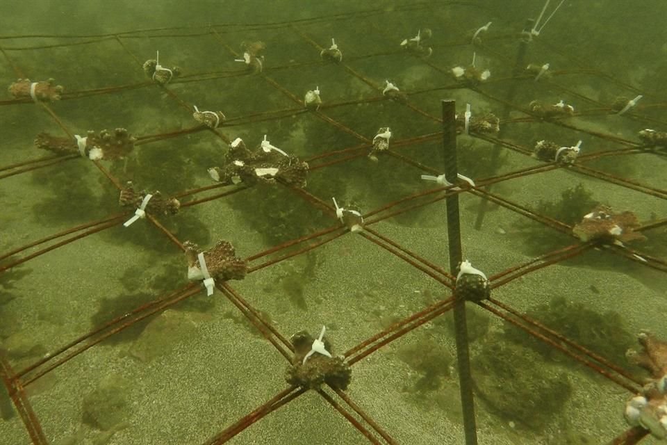 Siembran corales en viveros submarinos en la Costa Sur de Jalisco para mitigar su disminución.