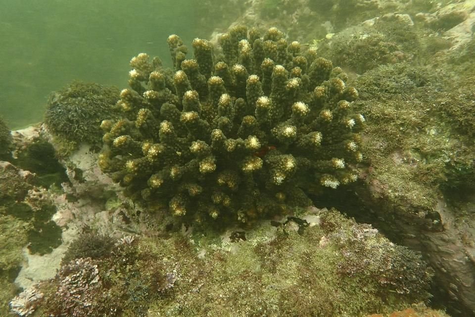 Actualmente los viveros albergan distintas especies del género Pocillopora y fueron instalados en diversos puntos de la Costa Sur de Jalisco.