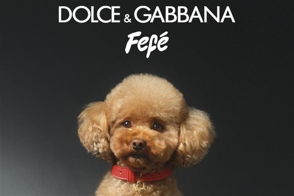 Dolce & Gabbana lanzó Fefé, la primera fragancia de lujo para perros, capaz de satisfacer su olfato y cuidar su piel.