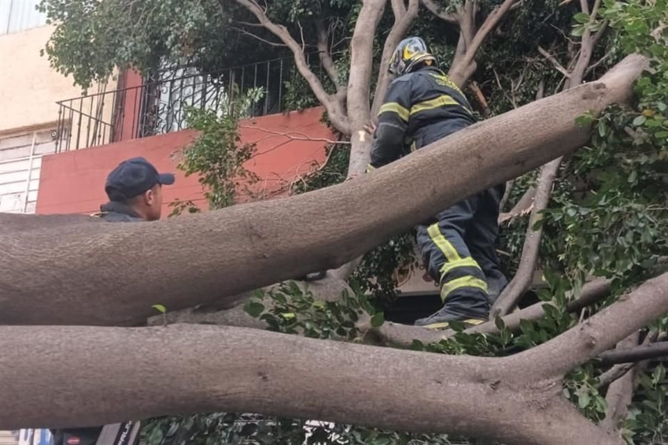 En Luis Moya y Ernesto Pugibet, Colonia Centro, Alcaldía Cuauhtémoc, se registró la caída de un árbol de 30 m de longitud y 90 cm de diámetro. Al caer, afectó tres vehículos particulares estacionados.