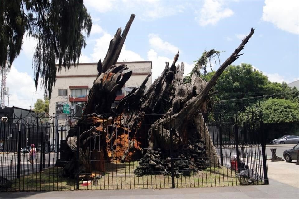 En 2021, la CDMX nombró Árbol de la Noche Victoriosa al ahuehuete donde Cortés lloró tras perder una batalla.