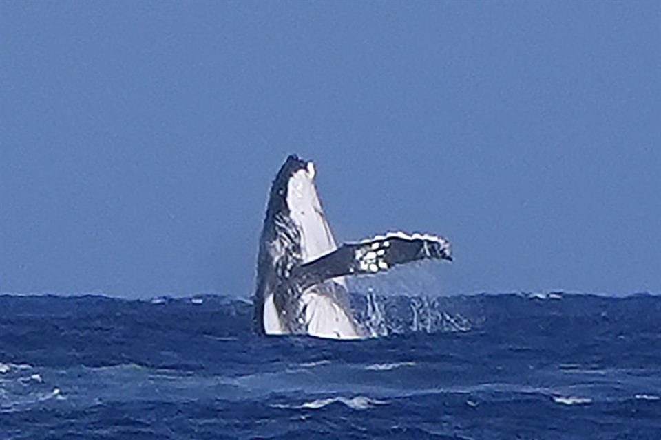 Un invitado sorpresa apareció para el último día de competencias de surf de los Juegos Olímpicos en Tahití: una ballena.