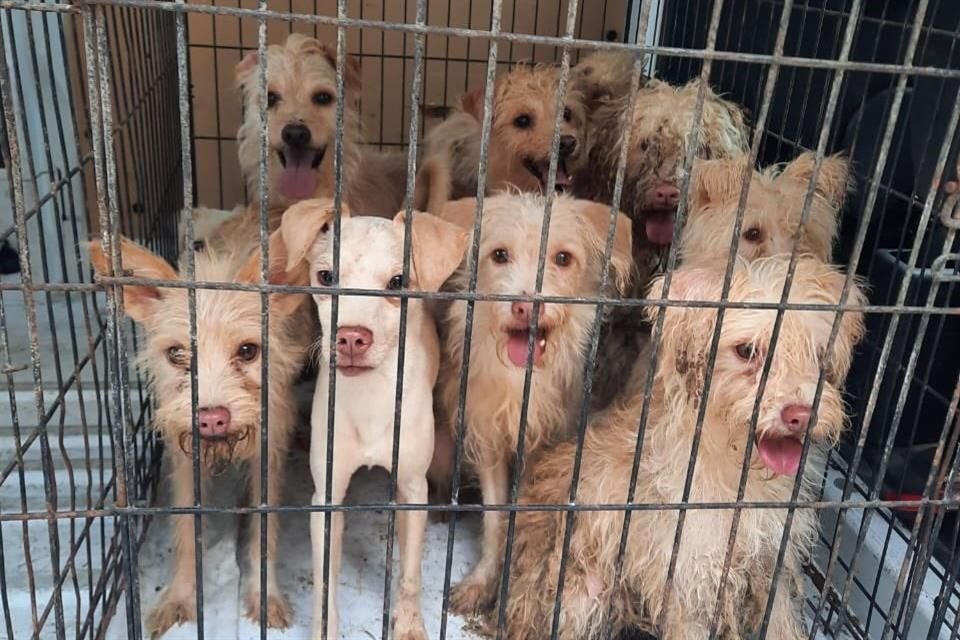 'Los animales que se exhiben en distintos puntos de este parque se encuentran en condiciones inadecuadas de bienestar', subrayó la PAOT al entregar recomendación.