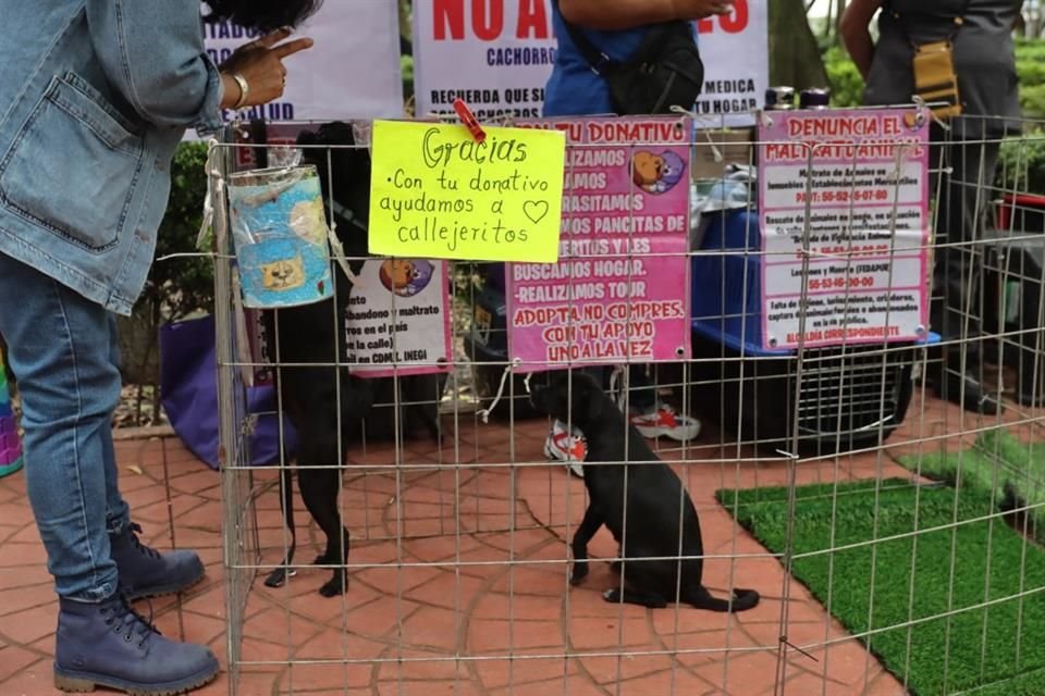 En un pasillo del Parque México, 30 organizaciones fomentan la adopción de perros y gatos durante los fines de semana. 