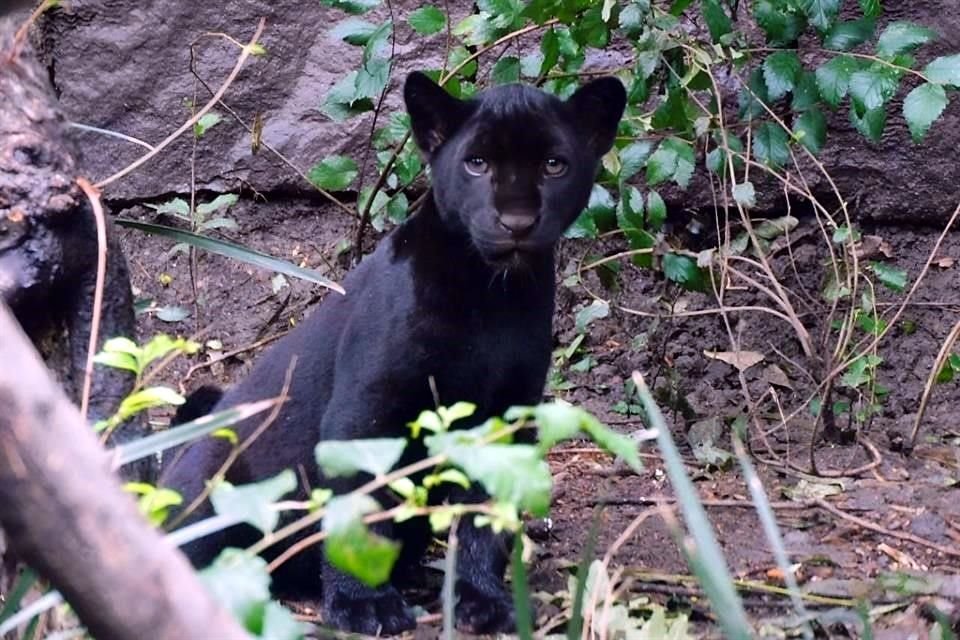 Las crías de jaguar nacieron el pasado 7 de marzo.