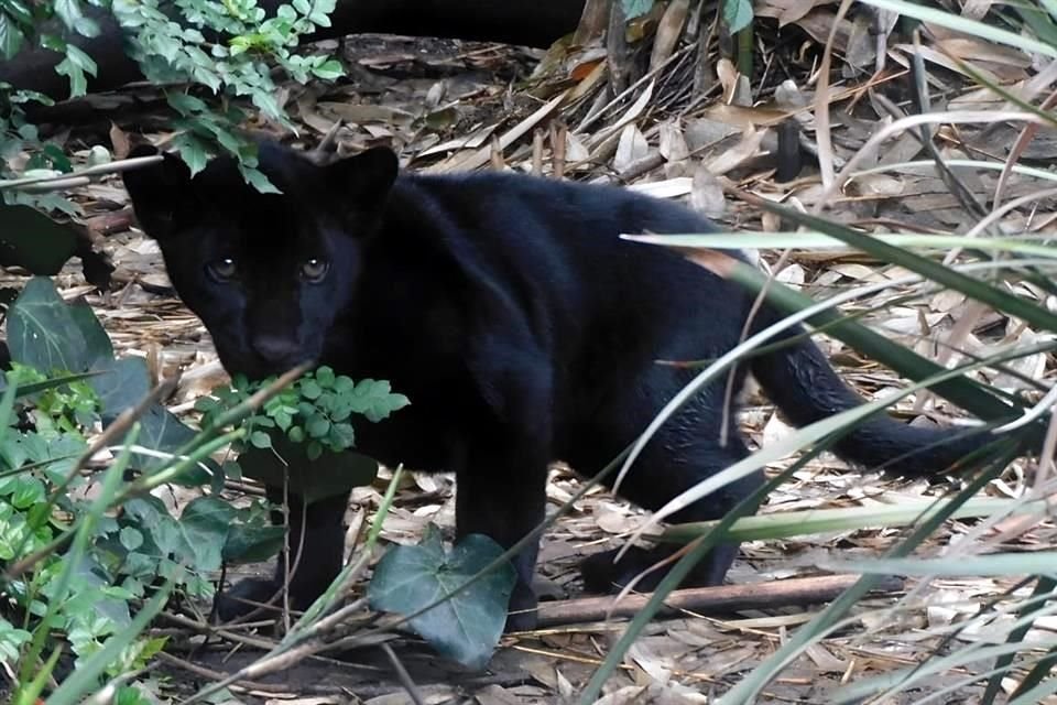 Para elegir los nombre de los jaguares, se recibieron más de 13 mil votos.