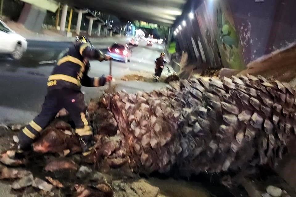 Una palmera cayó en carriles centrales de Avenida Insurgentes.