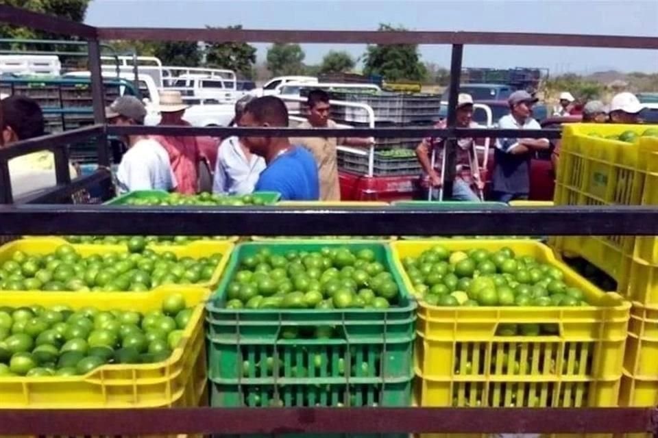 Durante el primer semestre del año el crimen organizado ha arrebatado a los limoneros de Michoacán 30 millones de pesos a la semana.