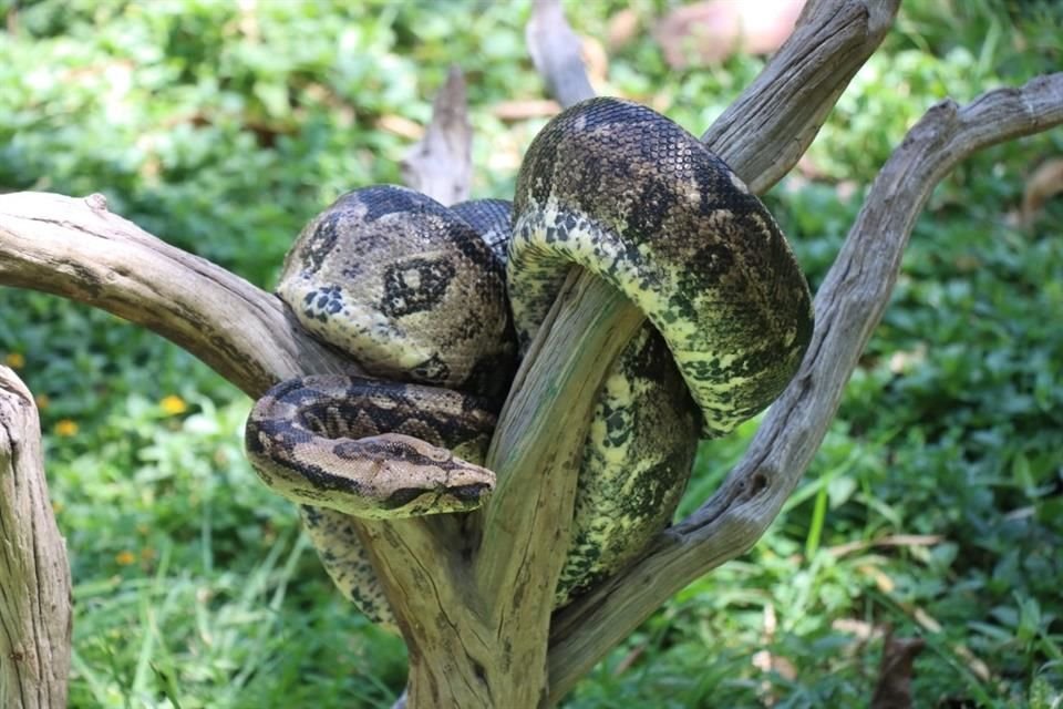 En un caso donde se observe el desplazamiento de una serpiente, la persona debe guardar la calma y evitar alterarse.