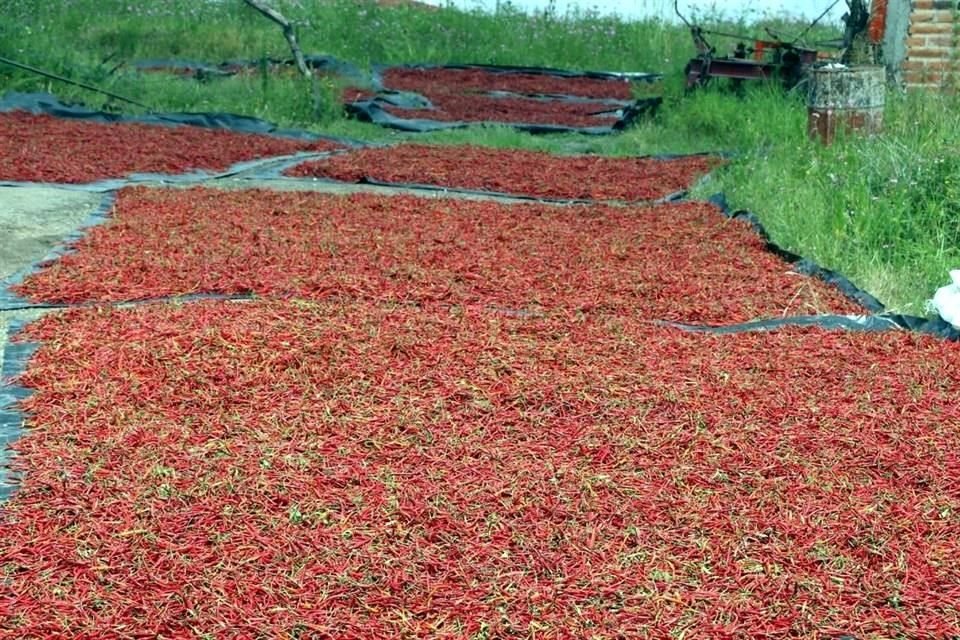 La octava edición de la feria mostrará una amplia variedad de chiles.