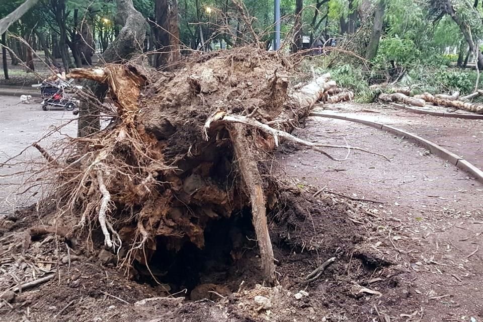 Un árbol de 20 metros de altura cayó el sábado sobre el circuito peatonal del Parque Gandhi.