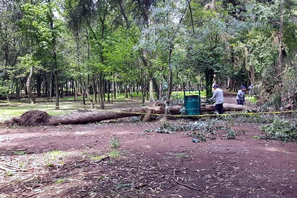 Al menos ocho árboles han caído en Viveros de Coyoacán durante la temporada de lluvias.