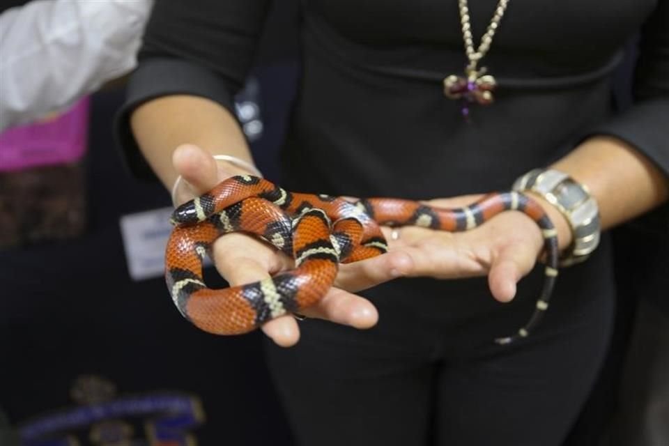 Este 30 y 31 de agosto se montará en la explanada de la Rectoría de la UdeG la Colección Biológica Itinerante, una exposición compuesta por miles de insectos, hongos, plantas y mamíferos de Jalisco.