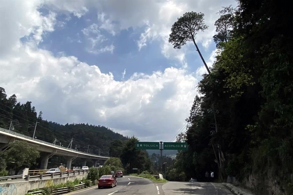 A un costado de la Autopista México-Toluca, árboles de hasta 30 metros se encuentran inclinados.