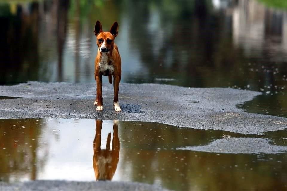 En la zona no hay red de drenaje para desalojar las aguas residuales, lo que provoca encharcamientos.