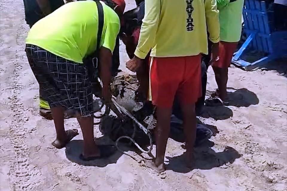 Personal de Protección Civil y de Bomberos municipal capturó al reptil.