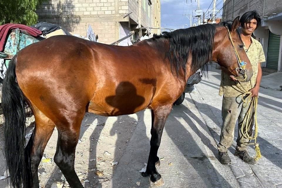 'Rojo', uno de los caballos rescatados, recibirá entrenamiento para dar equinoterapia.