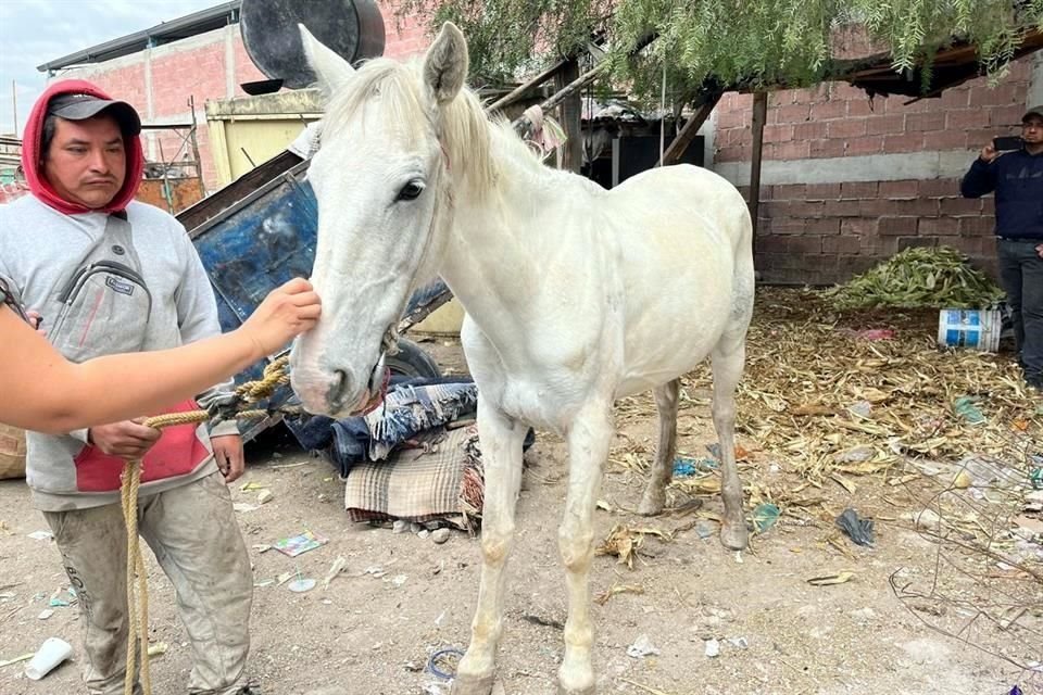 'Palomo' fue rescatado por las autoridades y podría pasar a ser parte de la granja interactiva del Municipio.