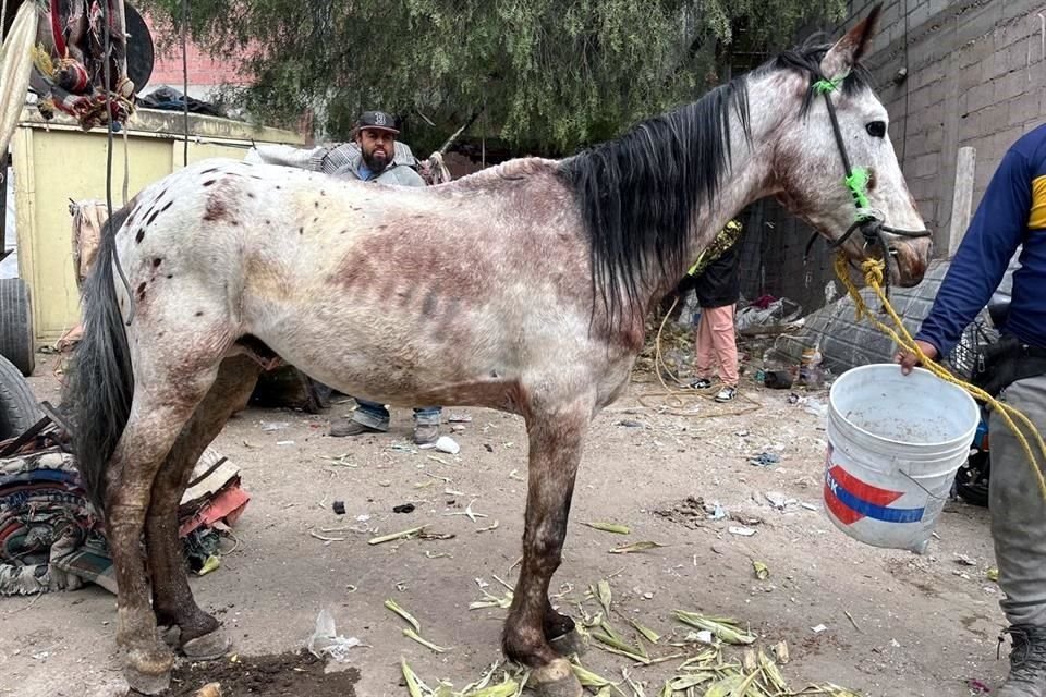 Todos los animales rescatados presentan lesiones por el peso de la carga que eran obligados a llevar.