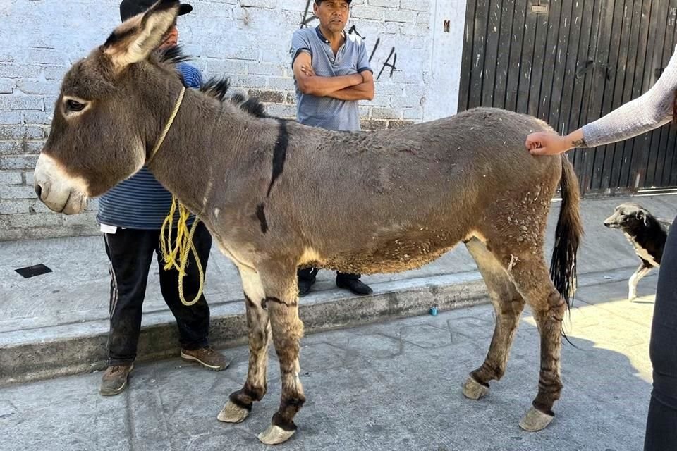 En la primera etapa del programa, fueron rescatados burros.