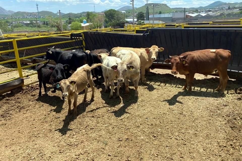 Sheinbaum dijo que México pondrá más controles para evitar la entrada de ganado ilegal al País, en el marco de combate a gusano barrenador.