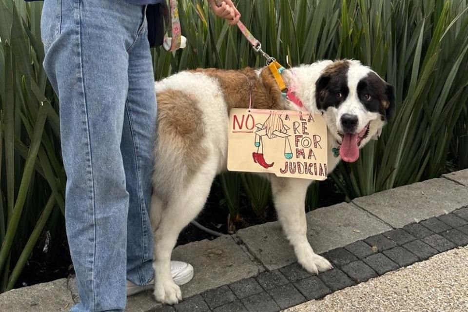 La perrita 'Mina' acompañará la movilización en contra del Poder Judicial.